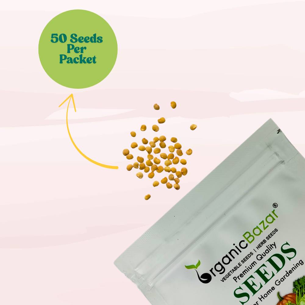 Brinjal Purple Round Seeds - (50 Seeds) High Germination/ High Yield / Ideal for Terrace/Kitchen Gardening (Bainganee Baingan/Eggplant/बैंगनी बैंगन के बीज)