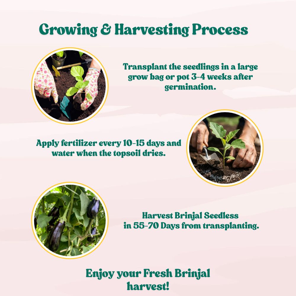 Brinjal Seedless Seeds - 50 Seeds) High Germination/ High Yield / Ideal for Terrace/Kitchen Gardening (Baingan/Eggplant/ बैंगन के बीज)