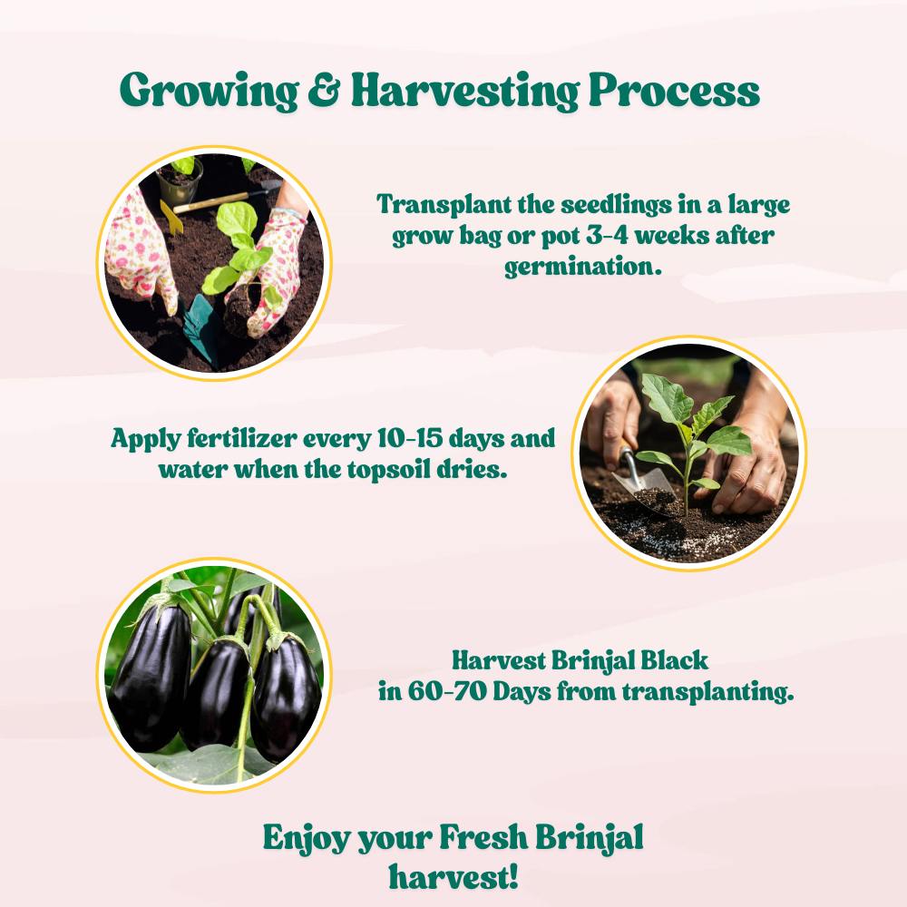 Brinjal Seeds Black - 50 Seeds) High Germination/ High Yield / Ideal for Terrace/Kitchen Gardening (Black Baingan/eggplant/ब्लैक बैंगन के बीज)