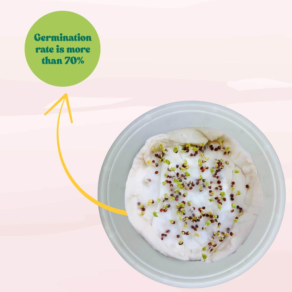 Broccoli Dark Green F1 Hybrid Seeds - 100 Seeds (Hari Gobhi/हरी गोभी/ब्रोकली के बीज) High Germination /Easy to Grow/Ideal for Terrace/Kitchen Gardening