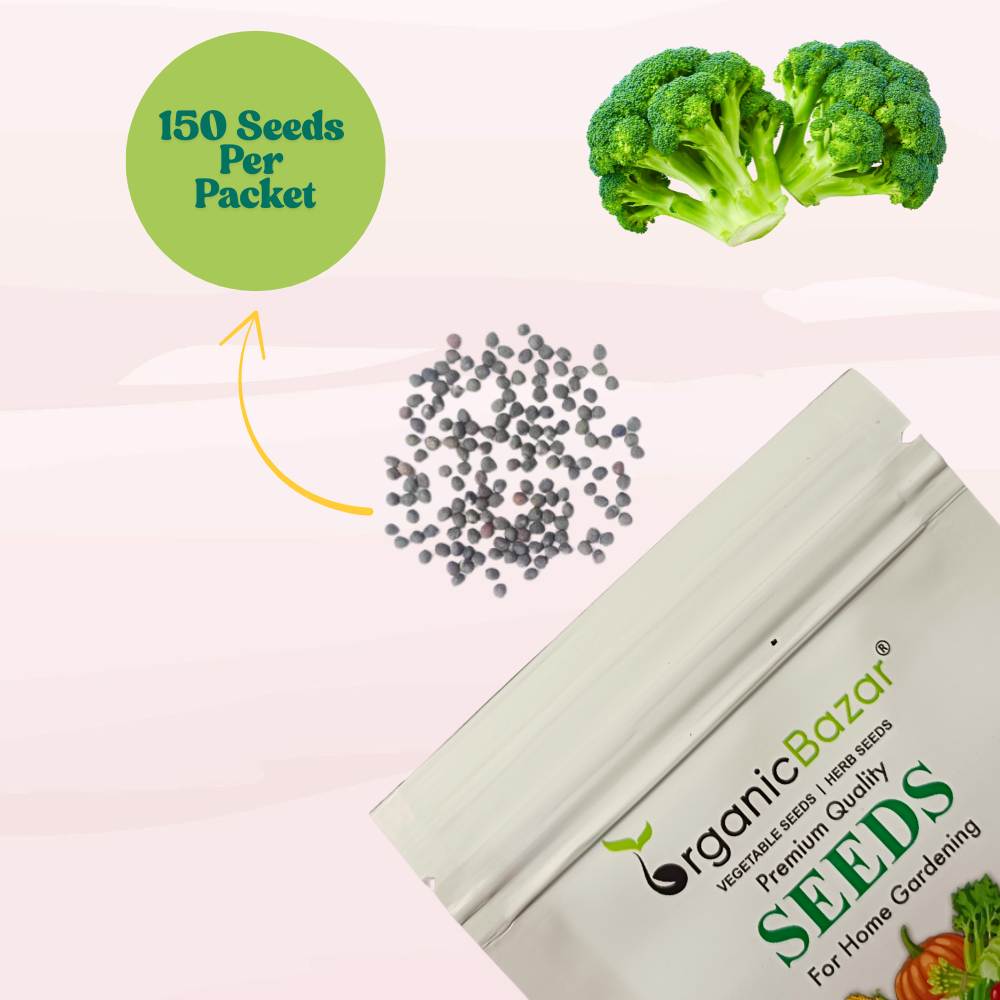 Broccoli Seeds - 150 Seeds (Hari Gobhi/हरी गोभी/ब्रोकली के बीज) High Germination /Easy to Grow/Ideal for Terrace/Kitchen Gardening