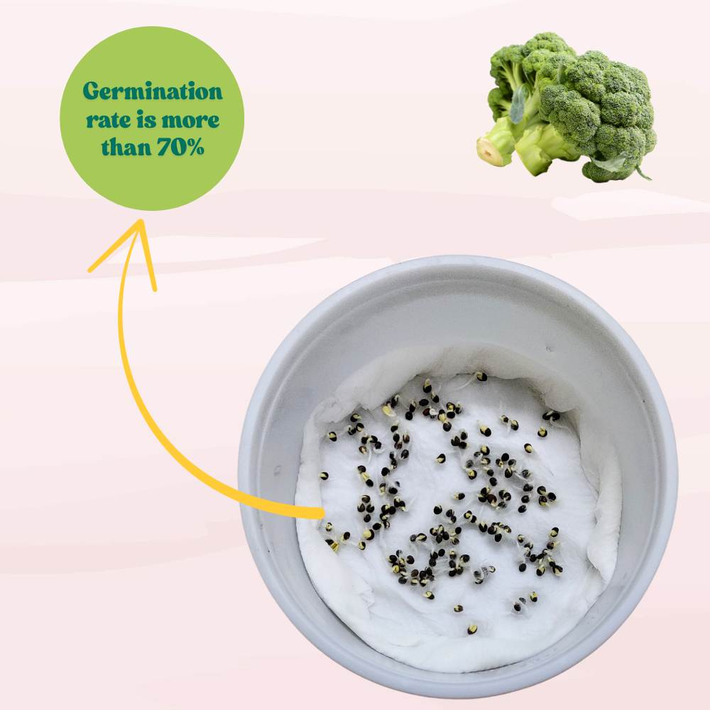 Broccoli Seeds - 150 Seeds (Hari Gobhi/हरी गोभी/ब्रोकली के बीज) High Germination /Easy to Grow/Ideal for Terrace/Kitchen Gardening