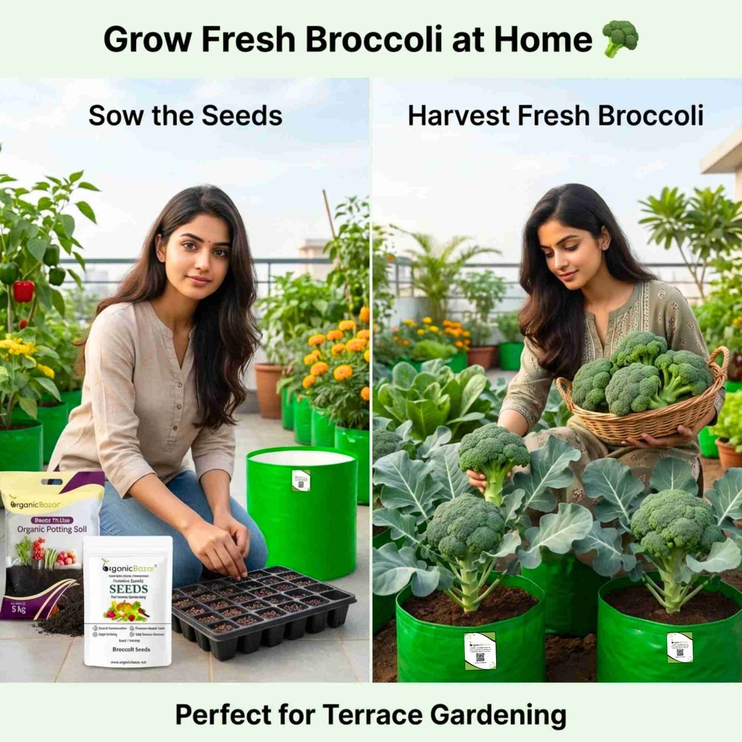 Broccoli Seeds - 150 Seeds (Hari Gobhi/हरी गोभी/ब्रोकली के बीज) High Germination /Easy to Grow/Ideal for Terrace/Kitchen Gardening
