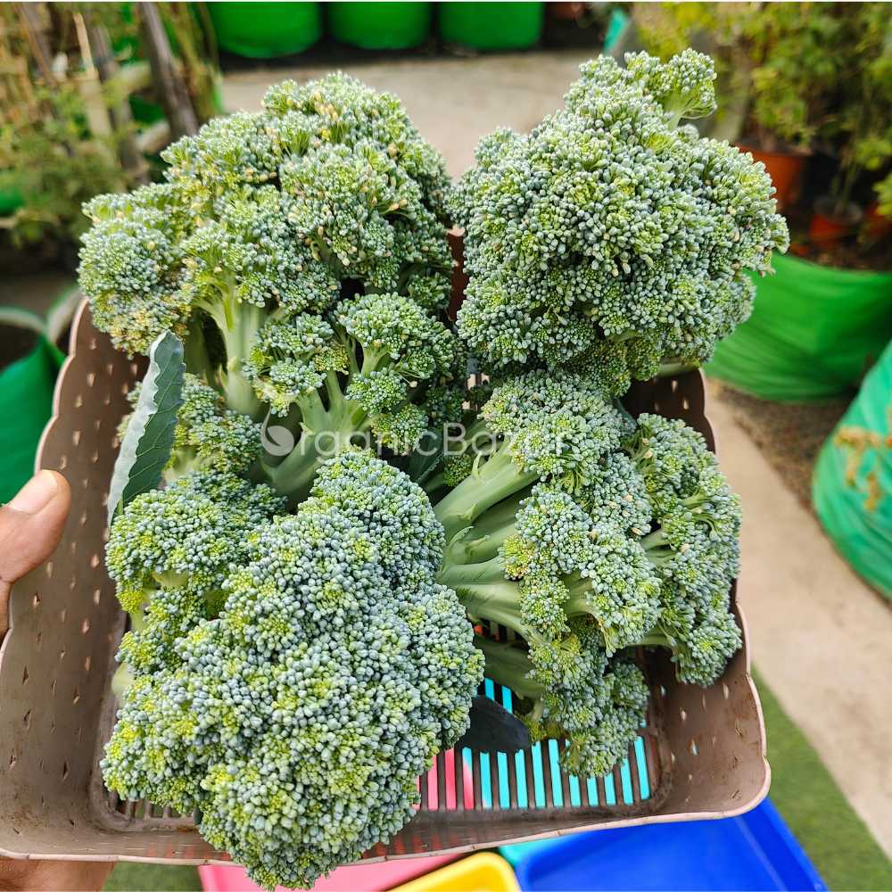 Broccoli Seeds - 150 Seeds (Hari Gobhi/हरी गोभी/ब्रोकली के बीज) High Germination /Easy to Grow/Ideal for Terrace/Kitchen Gardening
