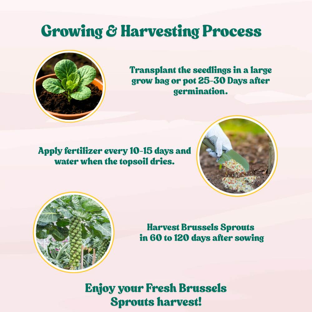 Brussels Sprouts Seeds - 150 Seeds (ब्रसेल्स स्प्राउट्स के बीज) High Germination /High yield /Ideal for Terrace/Kitchen Gardening
