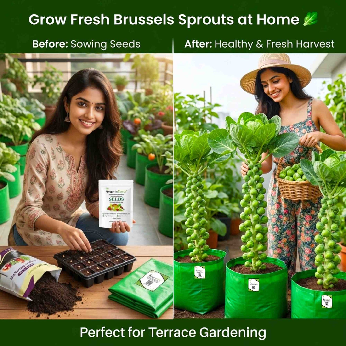 Brussels Sprouts Seeds - 150 Seeds (ब्रसेल्स स्प्राउट्स के बीज) High Germination /High yield /Ideal for Terrace/Kitchen Gardening