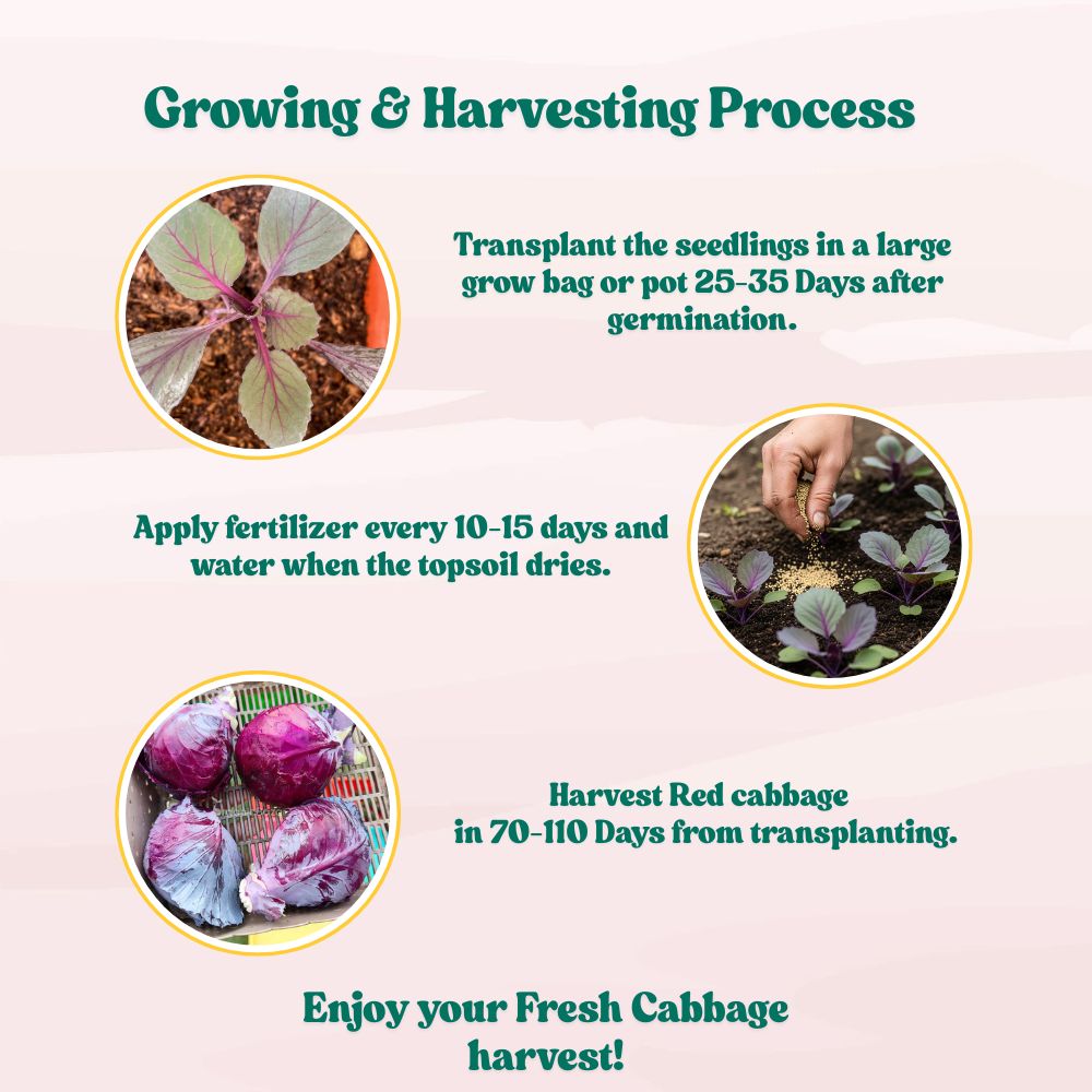 Cabbage Red Seeds - 150 Seeds (Lal Patta gobhi) (लाल पत्ता गोभी के बीज) High Germination / Easy to Grow / Ideal for Terrace/Kitchen Gardening