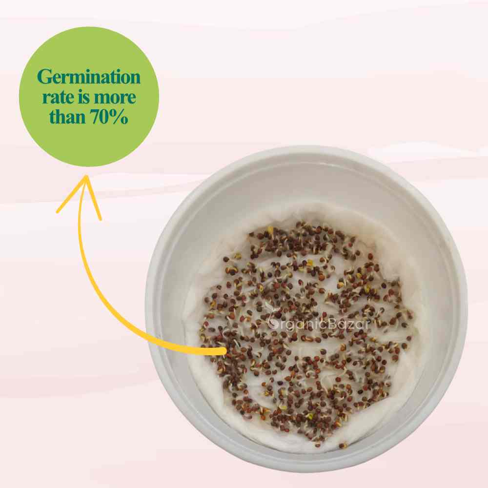 Red Cabbage Microgreen Seeds (10g)