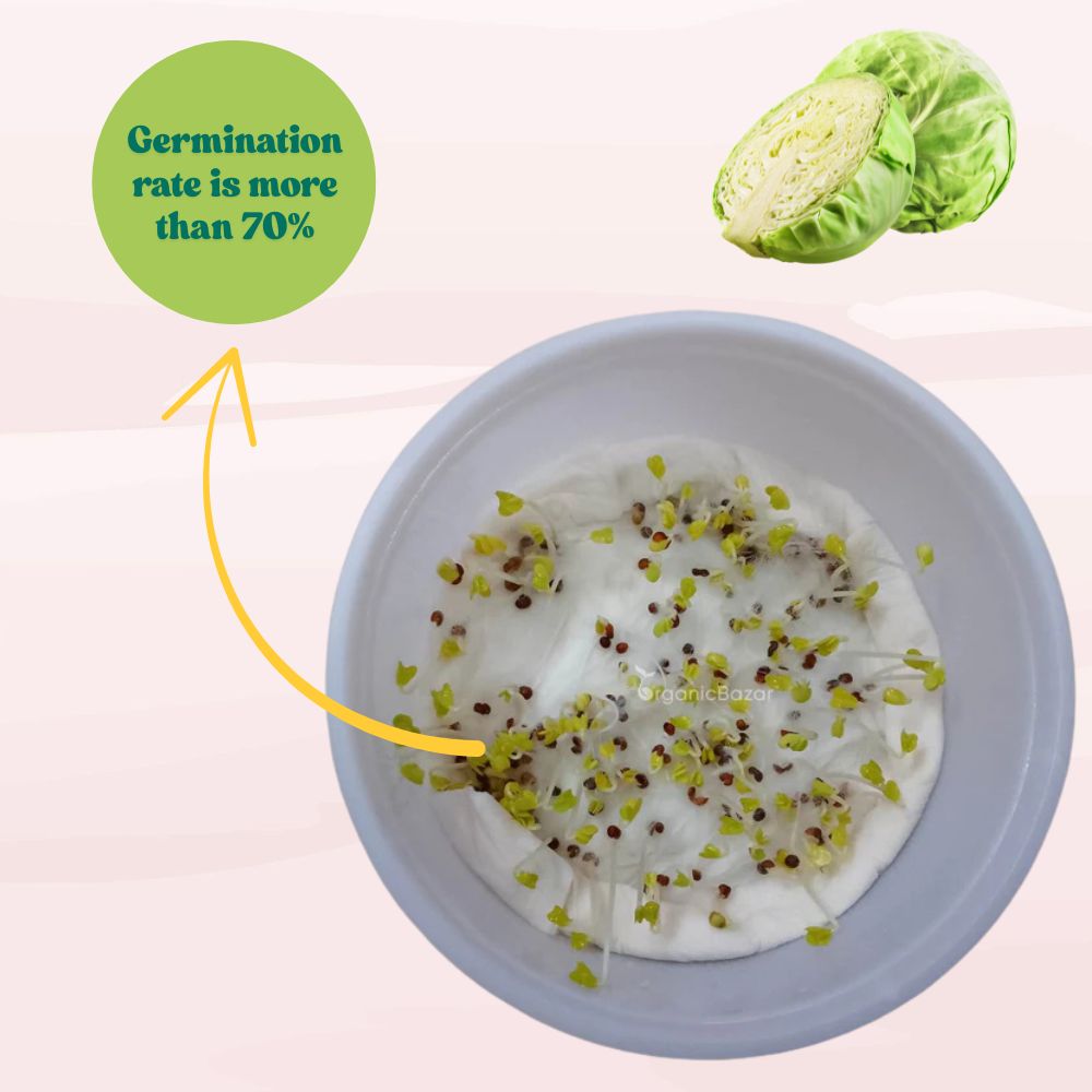 Cabbage (Patta Gobhi) Seeds - 150 Seeds (Hari Patta Gobhi/हरी पत्ता गोभी के बीज) High Germination / Easy to Grow / Ideal for Terrace/Kitchen Gardening