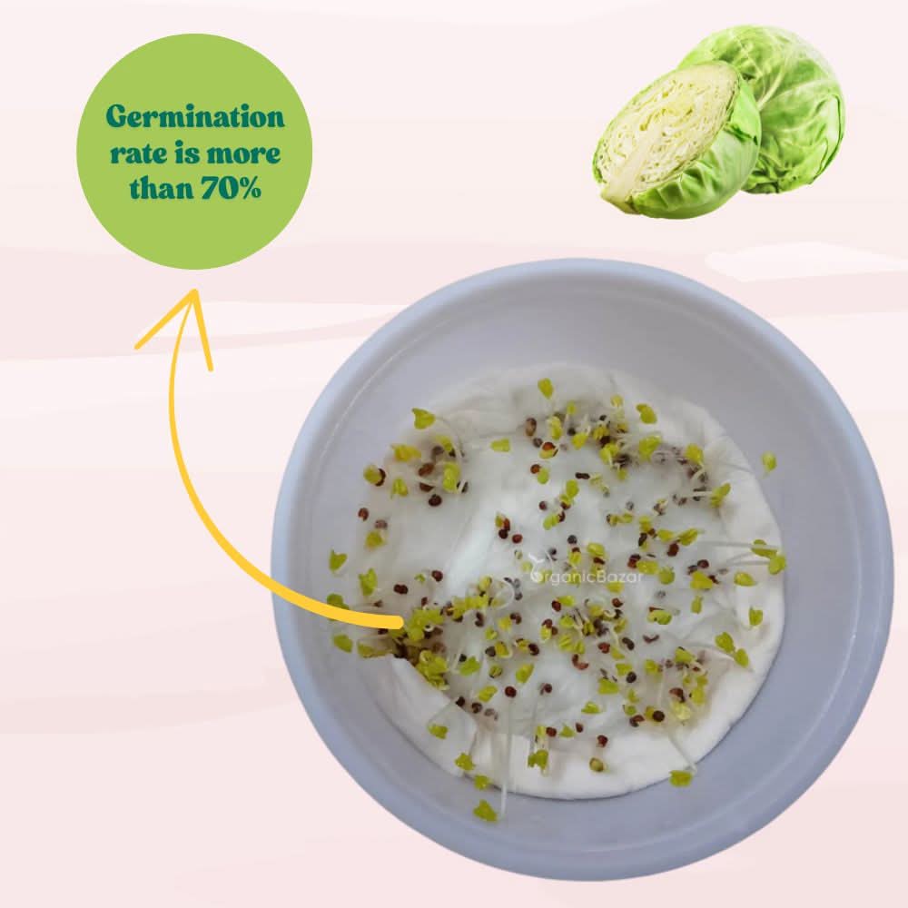 Cabbage (Patta Gobhi) Seeds - 150 Seeds (Hari Patta Gobhi/हरी पत्ता गोभी के बीज) High Germination / Easy to Grow / Ideal for Terrace/Kitchen Gardening