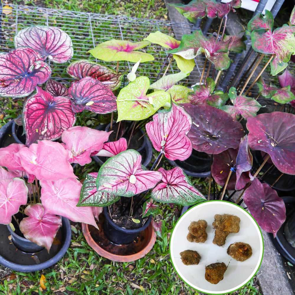 Caladium Mix Flower Bulbs (05N) Colorful Ornamental Plants For Indoor & Outdoor Gardening🌿✨