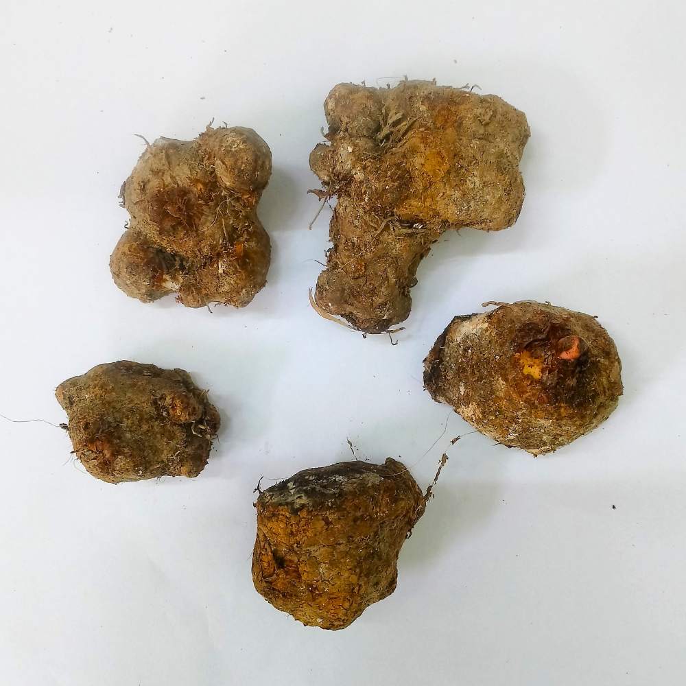 Caladium Mix Flower Bulbs