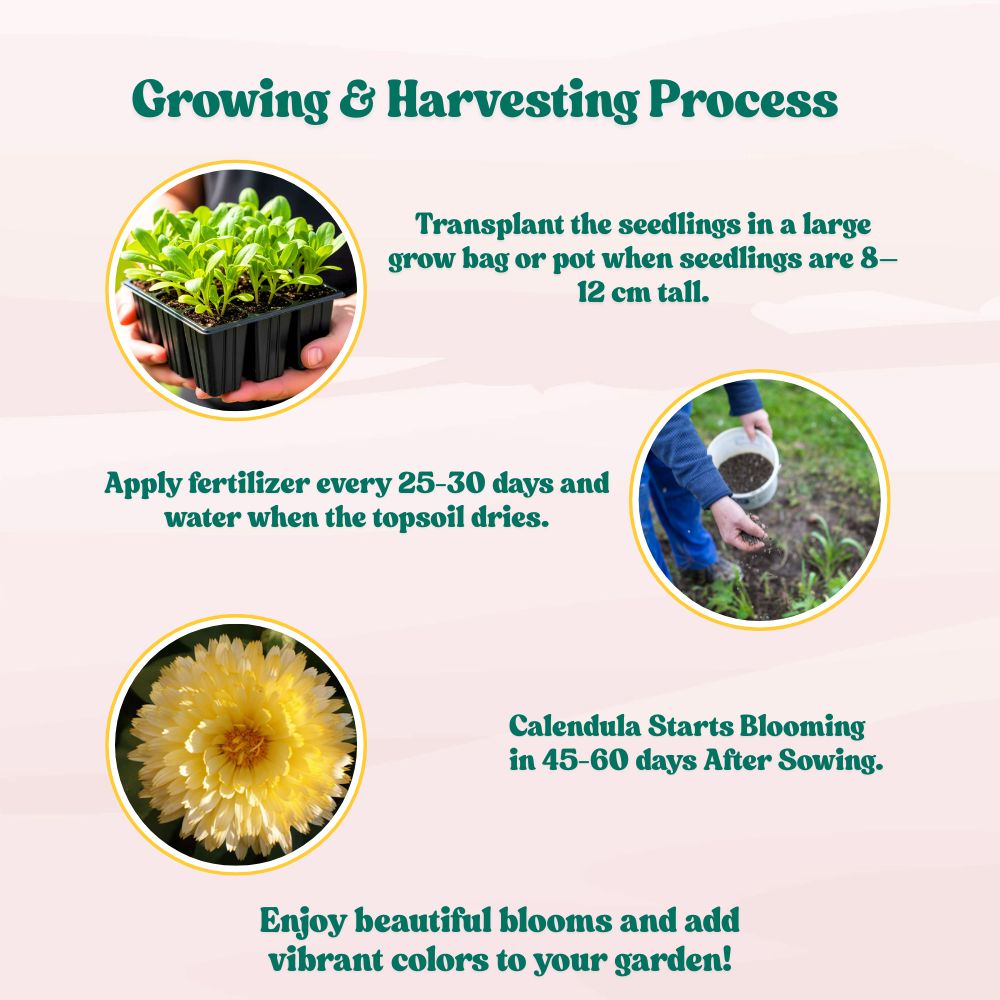 Calendula Creamy White Flower Seeds - 100 Seeds (Pot marigold/पॉट मैरीगोल्ड के बीज)