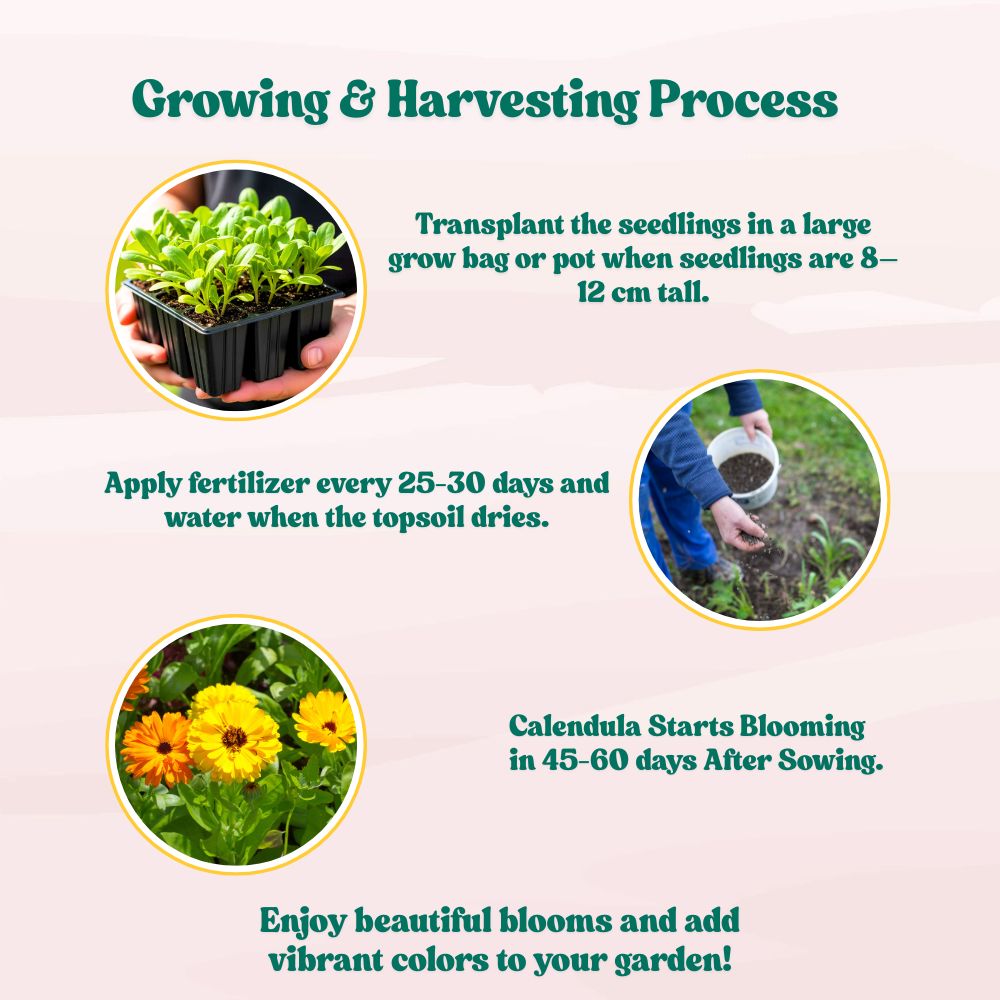 Calendula Officinalis Fiesta Gitana Mix Seeds - 100 Seeds (Pot marigold/पॉट मैरीगोल्ड के बीज)