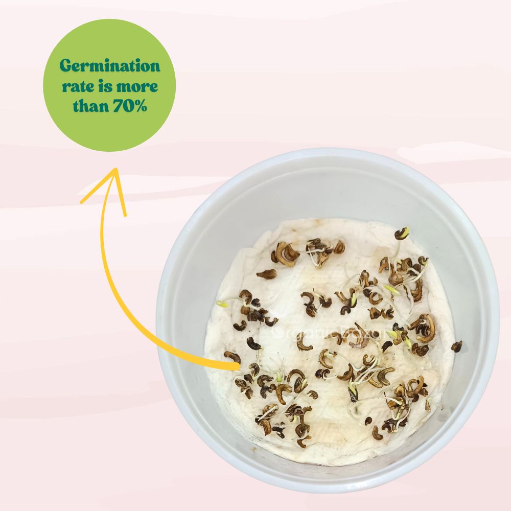 Calendula Officinalis Fiesta Gitana Orange Seeds - 100 Seeds (Pot marigold/पॉट मैरीगोल्ड के बीज) High germination/Easy To grow/ Perfect for pots, balconies, or Terrace gardens