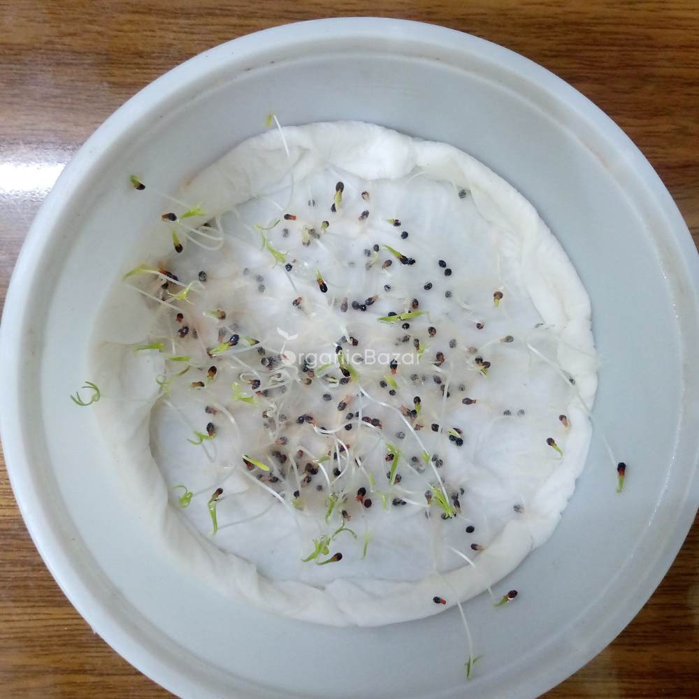 California Poppy White Seeds - 200 Seeds (Khus Khus/Posta/पोस्ता के फूल)