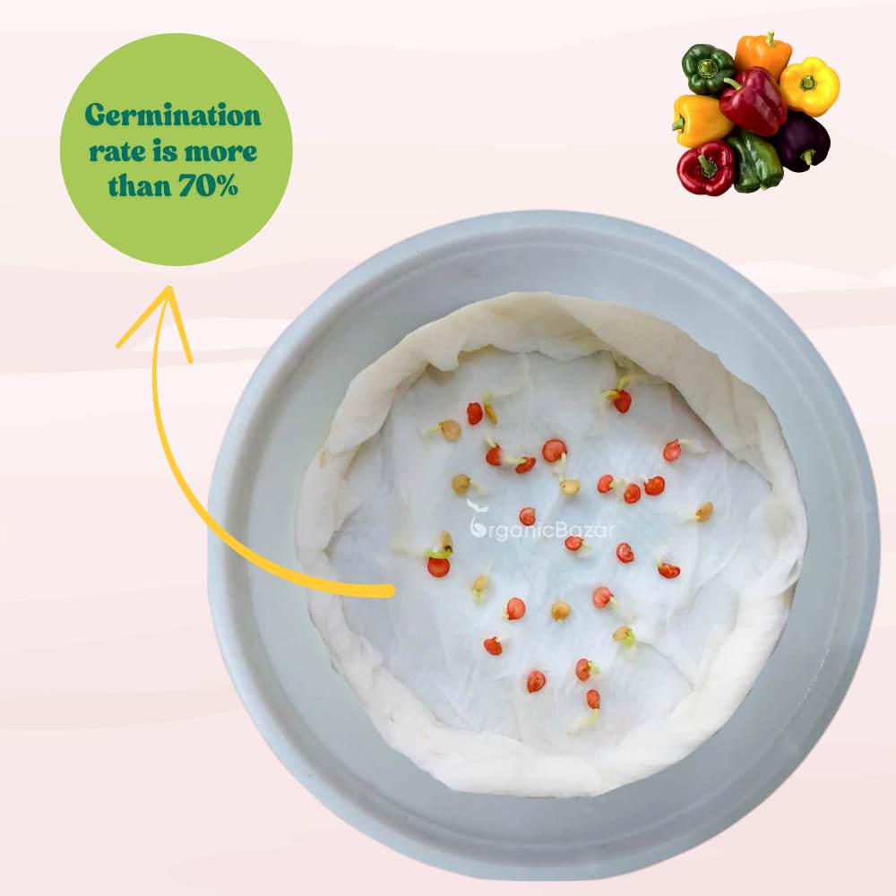 Capsicum-Bellpepper Mixed Color Seeds - (30 Seeds) High Yield | High Germination | Best for Home Gardens (Shimla Mirch/ शिमला मिर्च के बीज)