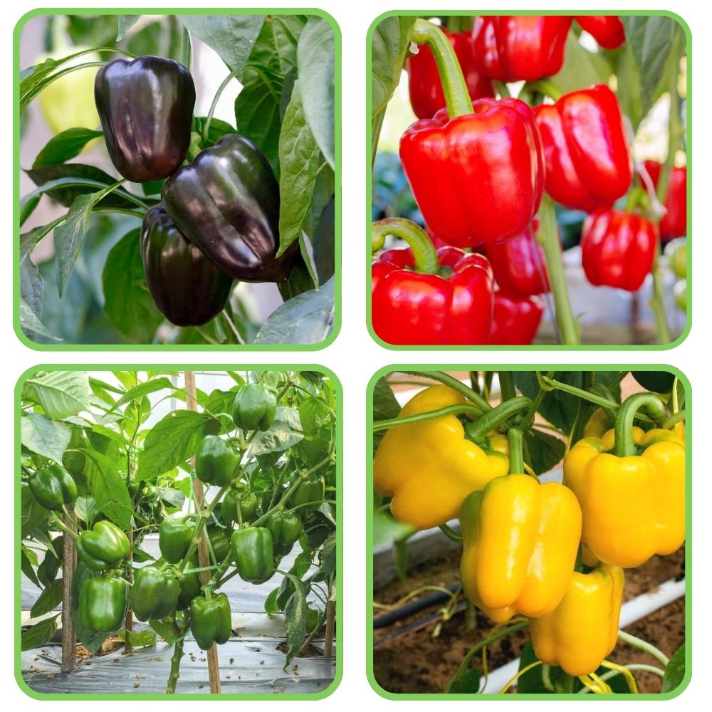 4 Different Color Capsicum Seeds Packet