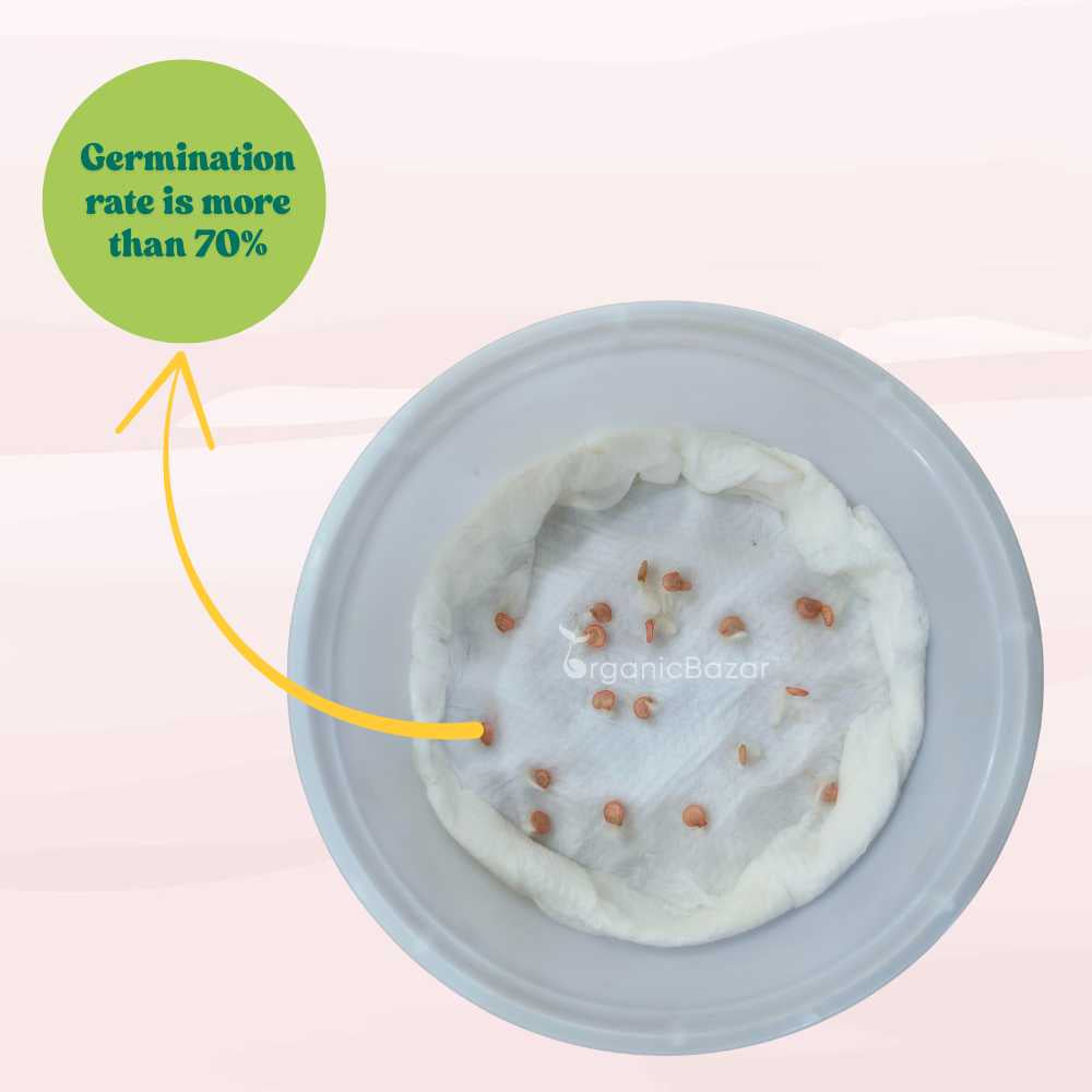 Capsicum (Shimla Mirch) Imported Seeds - (20 Seeds) High Yield | High Germination | Best for Home Gardens (शिमला मिर्च के बीज)