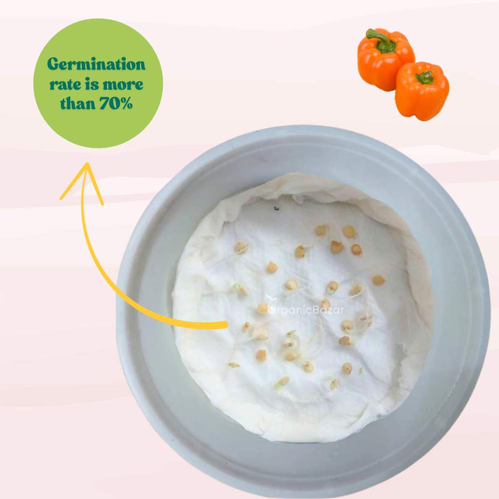 Capsicum Orange (OP) Seeds - (30 Seeds) High Yield/ High Germination Best for Home Gardens (Naarangi Shimla Mirch/नारंगी शिमला मिर्च के बीज)