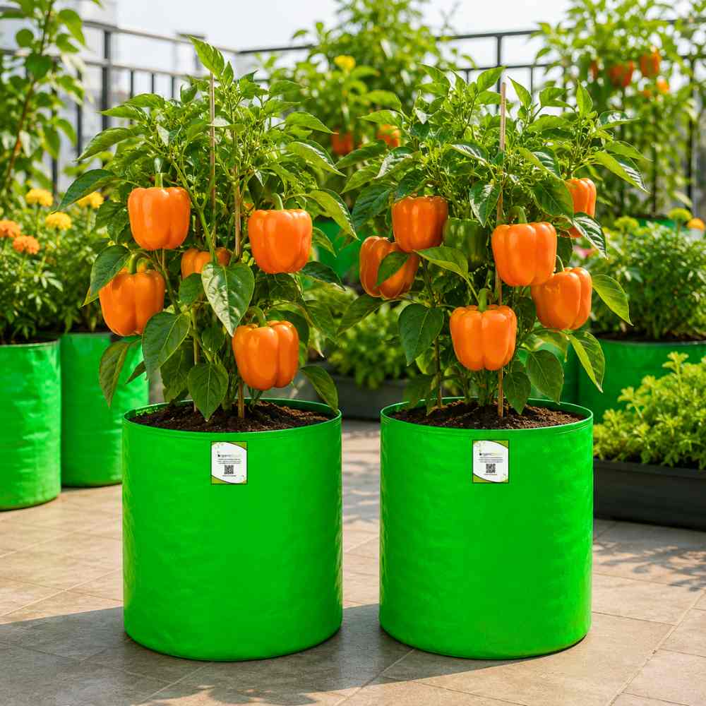 Capsicum Orange (OP) Seeds - (30 Seeds) High Yield/ High Germination Best for Home Gardens (Naarangi Shimla Mirch/नारंगी शिमला मिर्च के बीज)