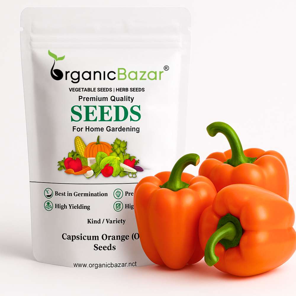 Capsicum Orange (OP) Seeds - (30 Seeds) High Yield/ High Germination Best for Home Gardens (Naarangi Shimla Mirch/नारंगी शिमला मिर्च के बीज)