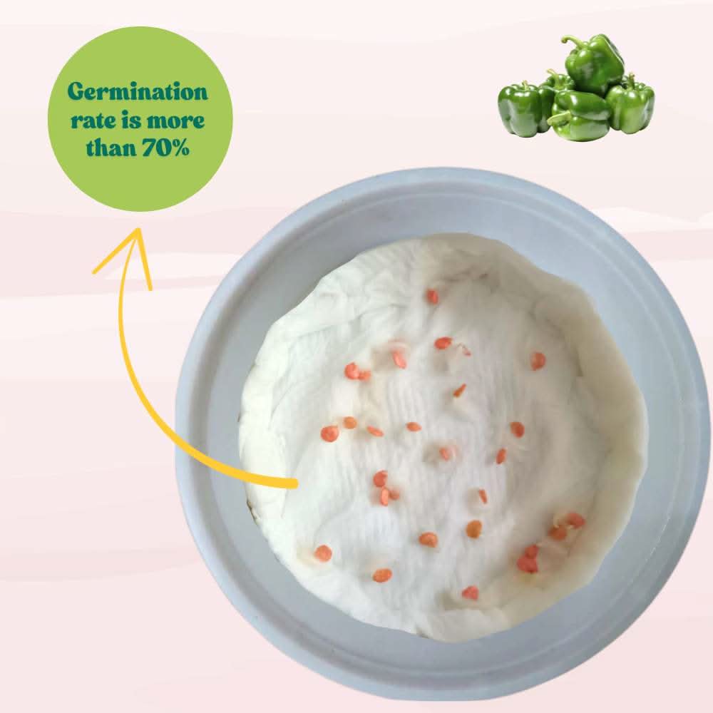 Capsicum (Hari Shimla Mirch) Seeds F1 Hybrid - (30 Seeds) High Yield | High Germination | Best for Home Gardens (हरी शिमला मिर्च के बीज)