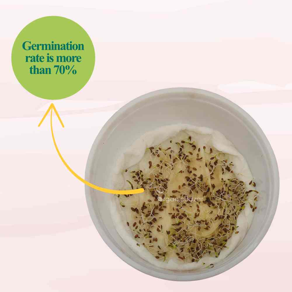 Carrot Early Nantes Seeds - 1000 Seeds (Gajar/ गाजर के बीज)