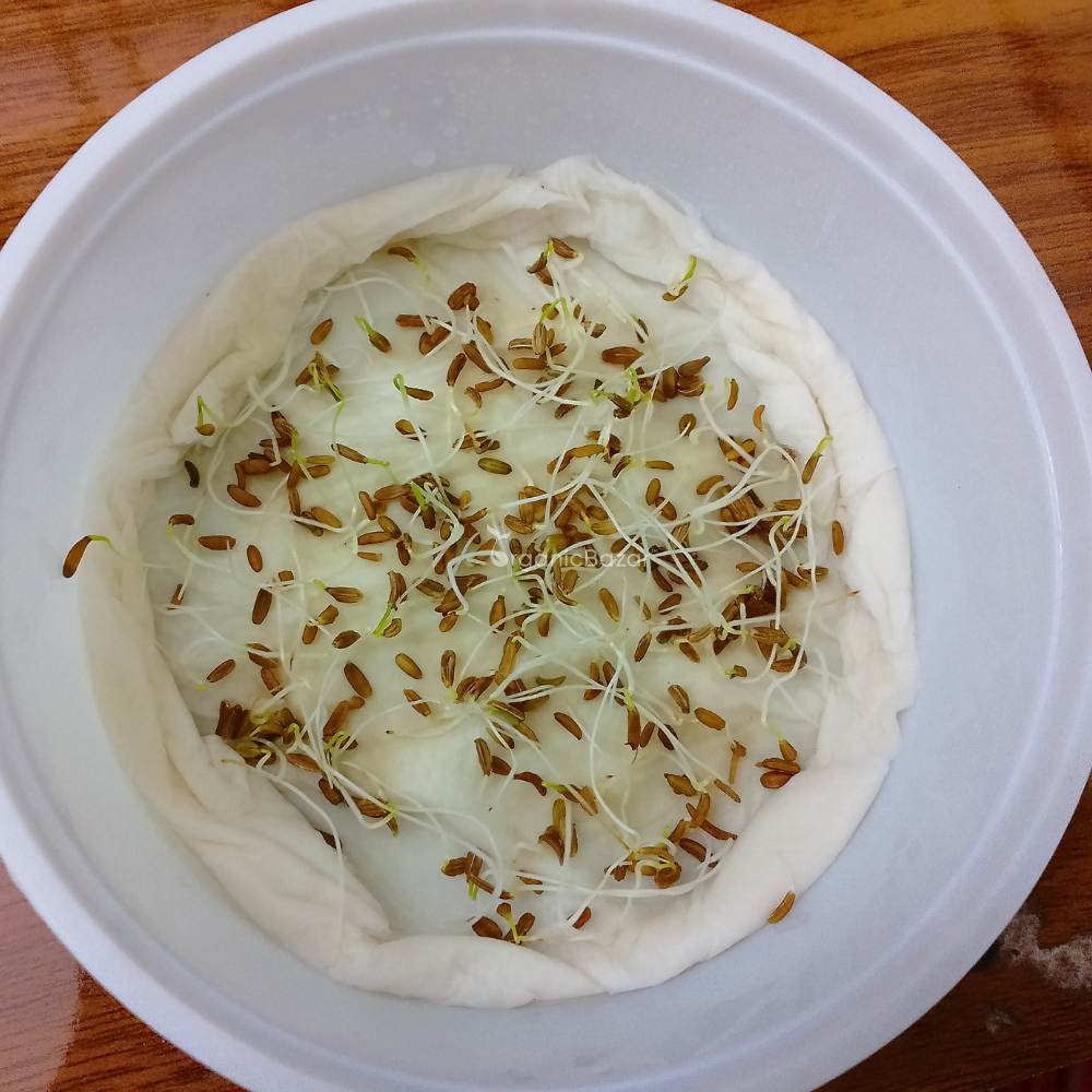 Carrot Red Seeds - 1000 Seeds (Laal Gajar/लाल गाजर के बीज)