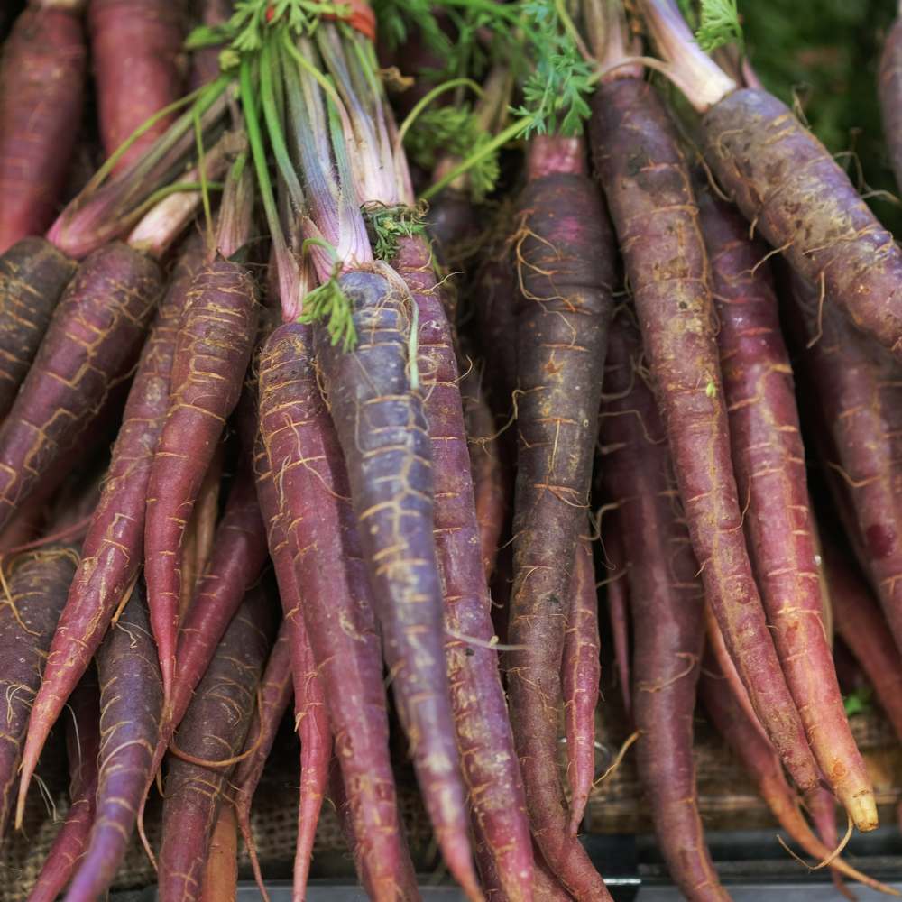 Carrot Black Wonder Seeds - 1000 Seeds (Black Gajar/ब्लैक गाजर के बीज)