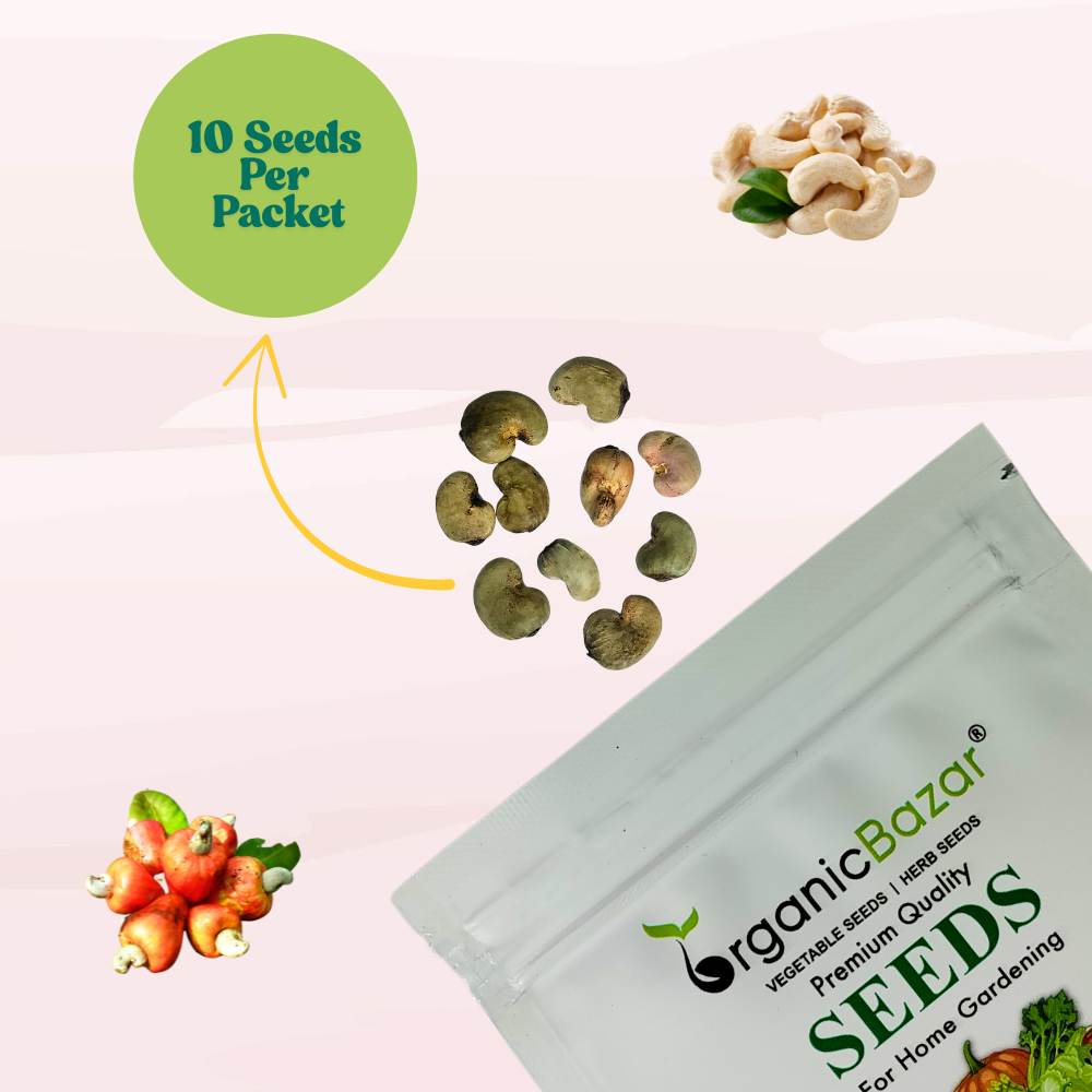 Cashew (Kaju Beej) Seeds - (10 Seeds) High Germination Rate/ Best for Home Gardens (Kaju Tree Ke Beej/काजू के बीज)