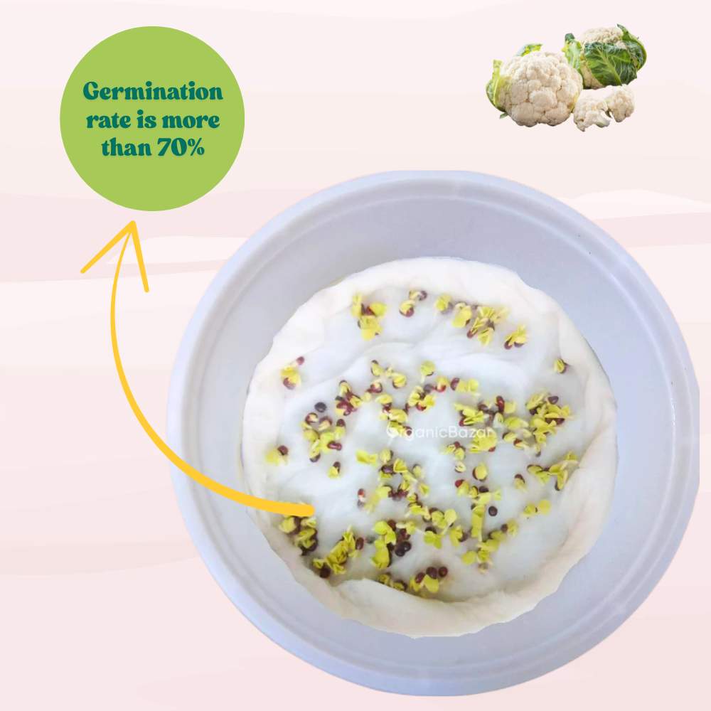 Cauliflower Seeds - 150 Seeds (Phool Gobhi/फूलगोभी के बीज) High Germination /Easy to Grow/Ideal for Terrace/Kitchen Gardening