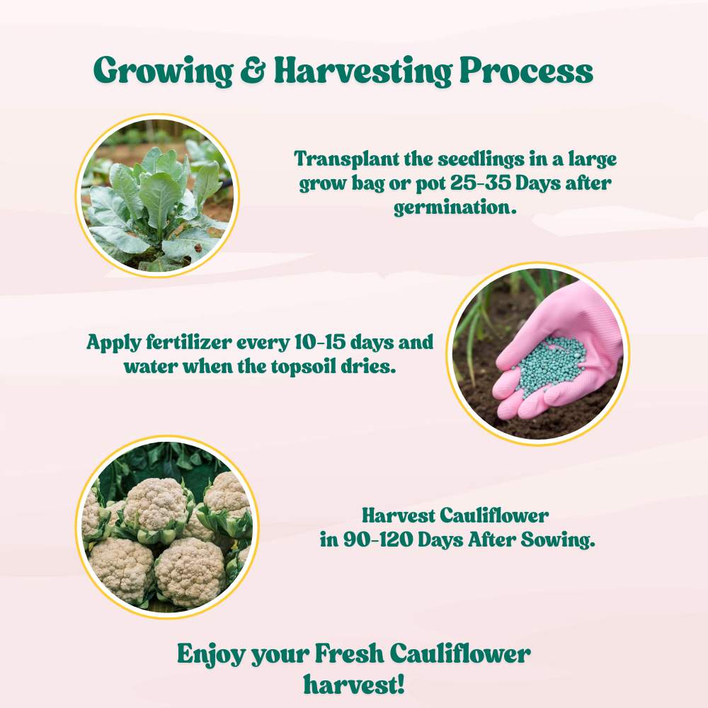 Cauliflower Seeds - 150 Seeds (Phool Gobhi/फूलगोभी के बीज) High Germination /Easy to Grow/Ideal for Terrace/Kitchen Gardening