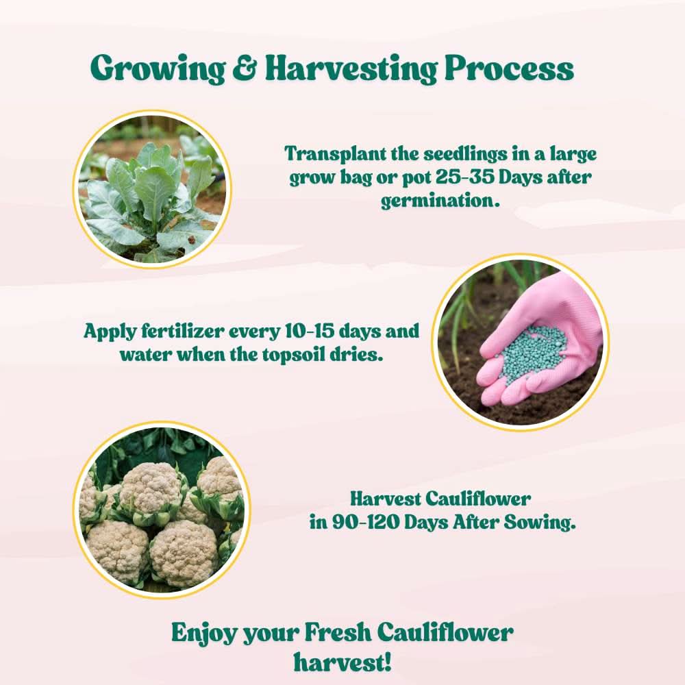 Cauliflower Seeds - 150 Seeds (Phool Gobhi/फूलगोभी के बीज) High Germination /Easy to Grow/Ideal for Terrace/Kitchen Gardening