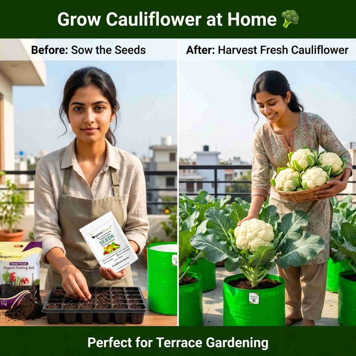 Cauliflower Seeds - 150 Seeds (Phool Gobhi/फूलगोभी के बीज) High Germination /Easy to Grow/Ideal for Terrace/Kitchen Gardening