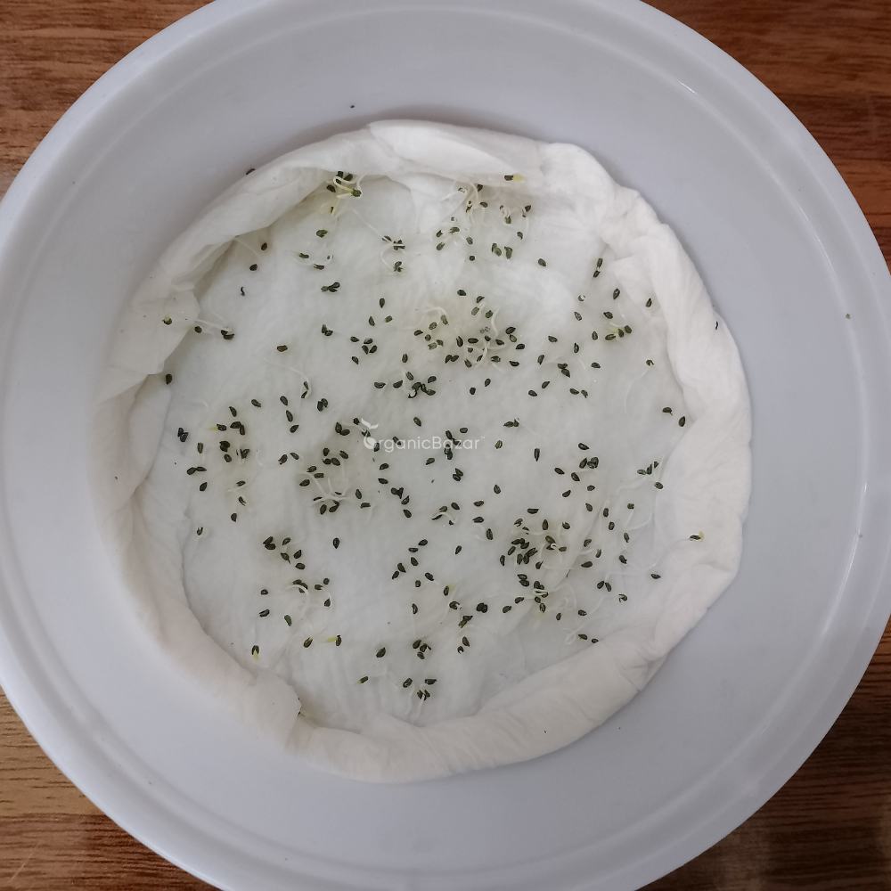 Celery Seeds - 1000 Seeds (Ajmod/अजमोद के बीज)