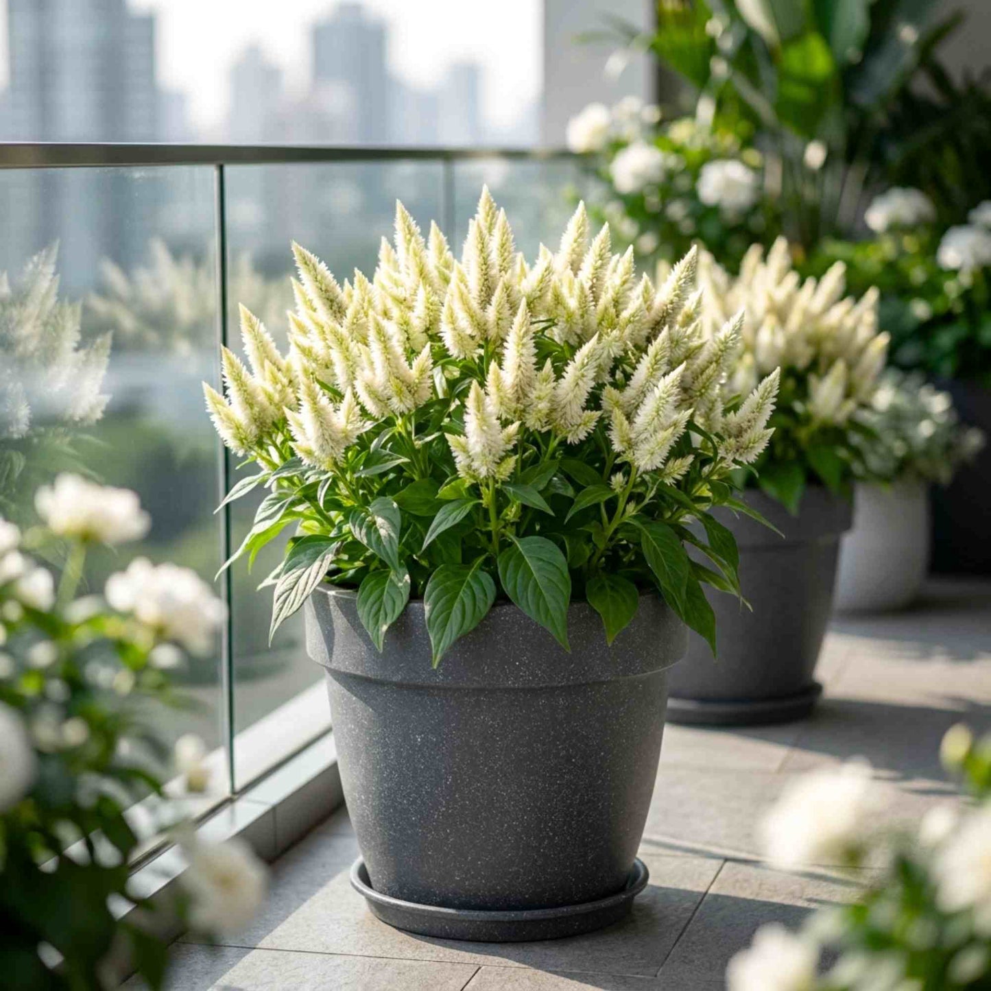 Celosia Celway White Flower Seeds (100 Seeds) High Germination, Easy To grow, Colorful Flower Seeds for Balcony Gardening