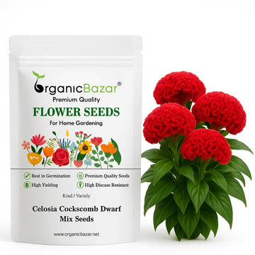 Celosia Cockscomb Dwarf Mix Seeds (200 Seeds)