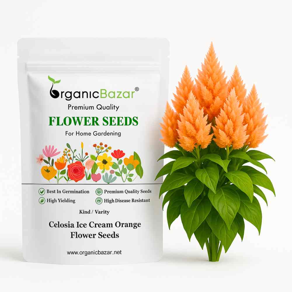 Celosia Ice Cream Orange Flower Seeds (50 Seeds) High Germination, Easy To grow, Colorful Flower Seeds for Balcony Gardening