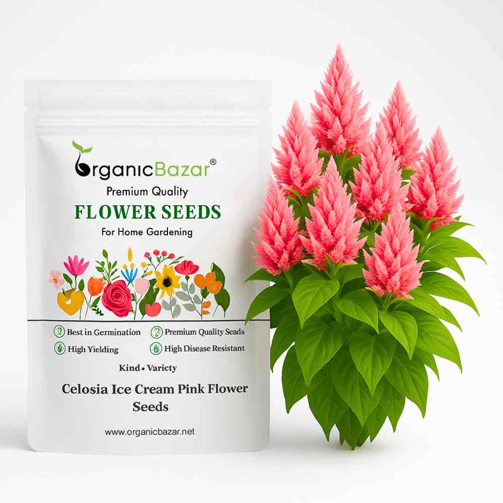 Celosia Ice Cream Pink Flower Seeds (50 Seeds) High Germination, Easy To grow, Colorful Flower Seeds for Balcony Gardening