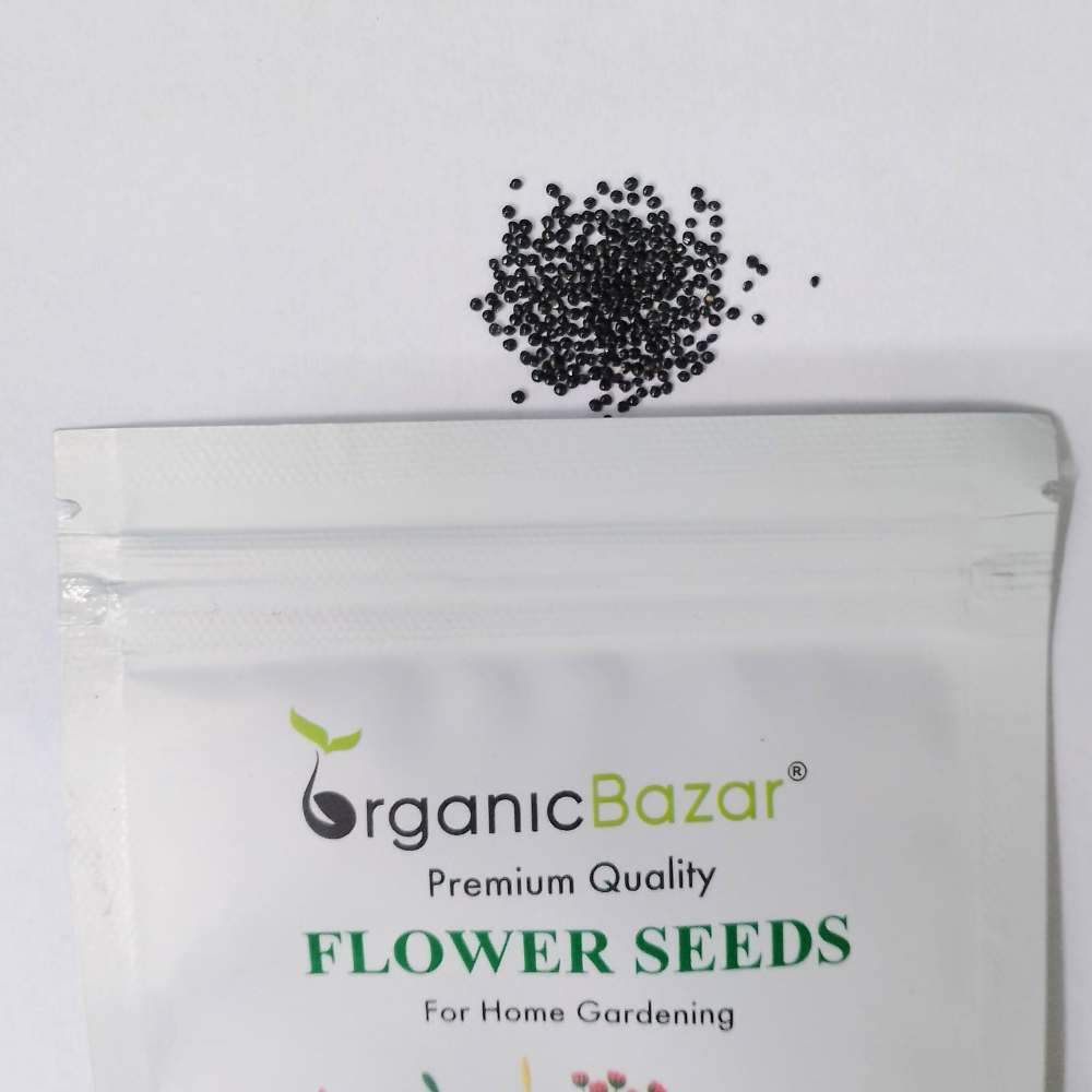 Celosia Plumosa Liliput Mixed Seeds (200 Seeds) High Germination/ Easy To grow/ Perfect for pots, balconies, or Terrace