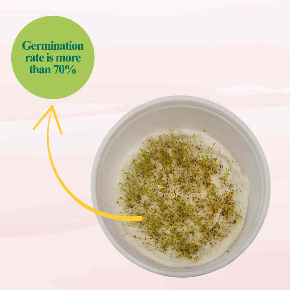 Chamomile German Seeds - 1000 Seeds (कैमोमाइल के बीज)
