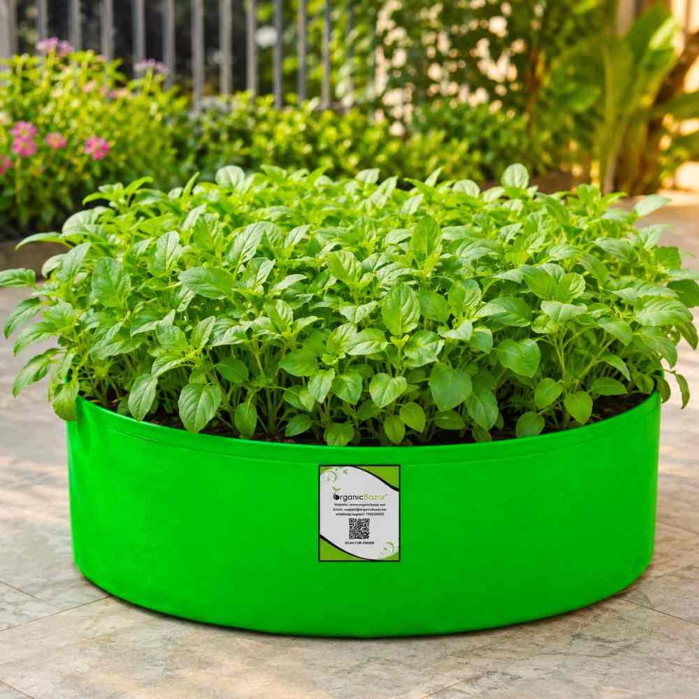 Chaulai Green Amaranth (Hari bhaji) Seeds - 5g (चौलाई भाजी के बीज)