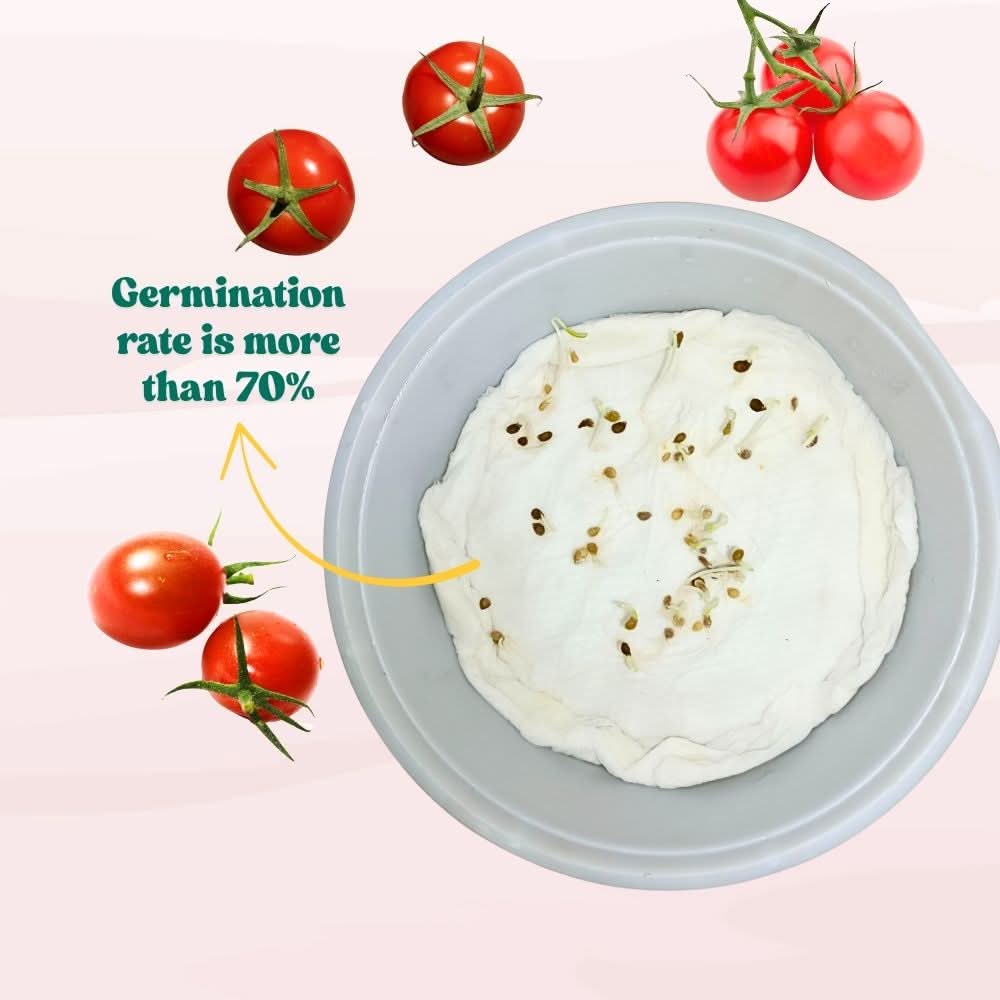 Cherry Tomato Seeds - 50 Seeds (Cherry Tamatar/चेरी टमाटर के बीज) High Germination, Juicy & Flavorful