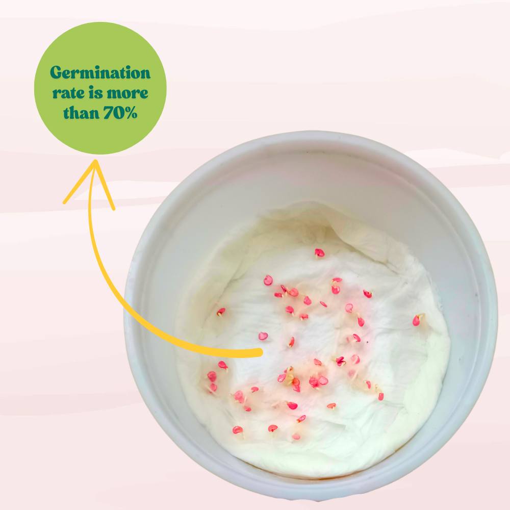 Chilli Hot Pepper Skyward Seeds - (50 Seeds) High Yield | High Germination | Best for Home Gardens (मिर्च के बीज)