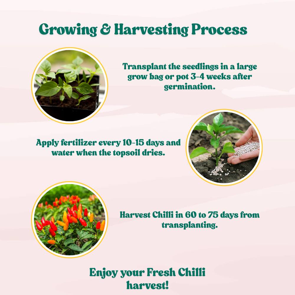 Chilli Hot Pepper Skyward Seeds - (50 Seeds) High Yield | High Germination | Best for Home Gardens (मिर्च के बीज)