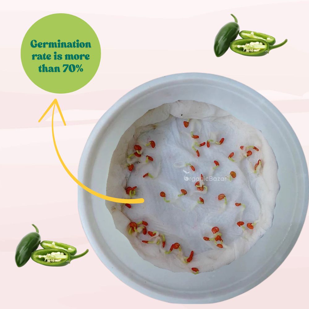 Chilli-Pepper Jalapeno M-Bullet Type Seeds - (50 Seeds) High Yield | High Germination | Best for Home Gardens (मिर्च के बीज)