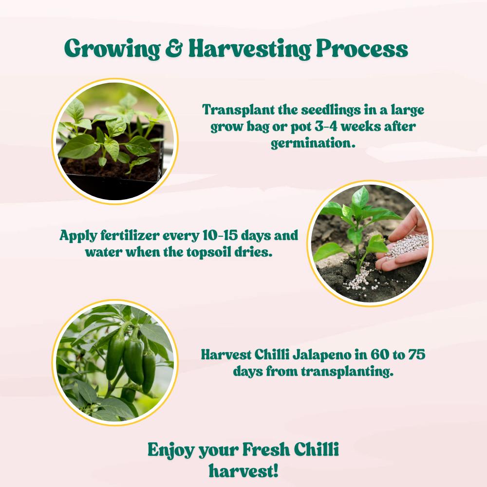 Chilli-Pepper Jalapeno M-Bullet Type Seeds - (50 Seeds) High Yield | High Germination | Best for Home Gardens (मिर्च के बीज)