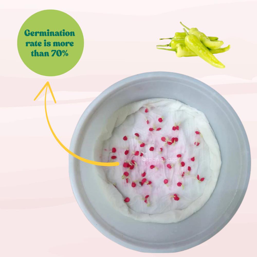 Chilli-Pepper Sweet Banana Seeds - (50 Seeds) High Yield/ High Germination (Mirch/ मिर्च के बीज)