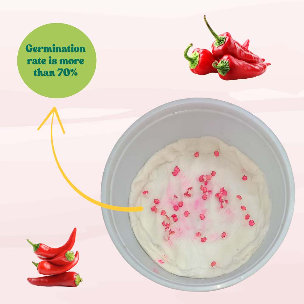 Chilli Achari Seeds - (50 Seeds) High Yield/ High Germination (Achari Mirch/ अचारी मिर्च के बीज)